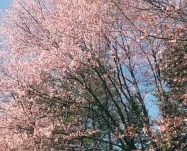 さくら🌸