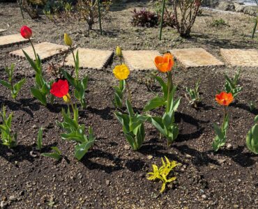 アイビーホームの花壇
