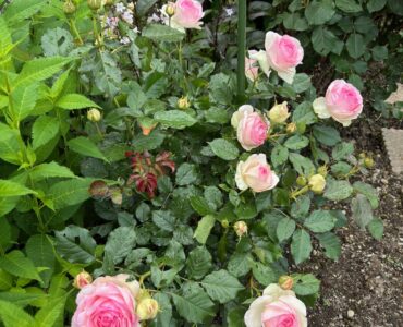 アイビーホームの花壇